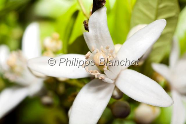 espagne valence 40.JPG - Détail d'une fleur d'orangerCitrus sinensis, Communauté de Valencia, Espagne